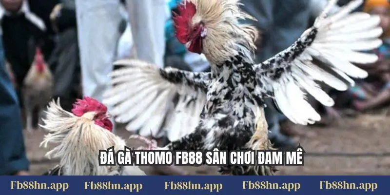 Đá Gà Thomo Fb88: Đấu Trường Kịch Tính, Thưởng Lớn 1 Đá gà Thomo FB88 sân chơi đam mê