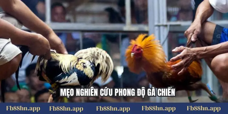 Đá Gà Thomo Fb88: Đấu Trường Kịch Tính, Thưởng Lớn 3 Mẹo nghiên cứu phong độ gà chiến